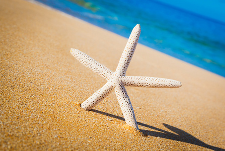 壳牌在海滩上的海星
