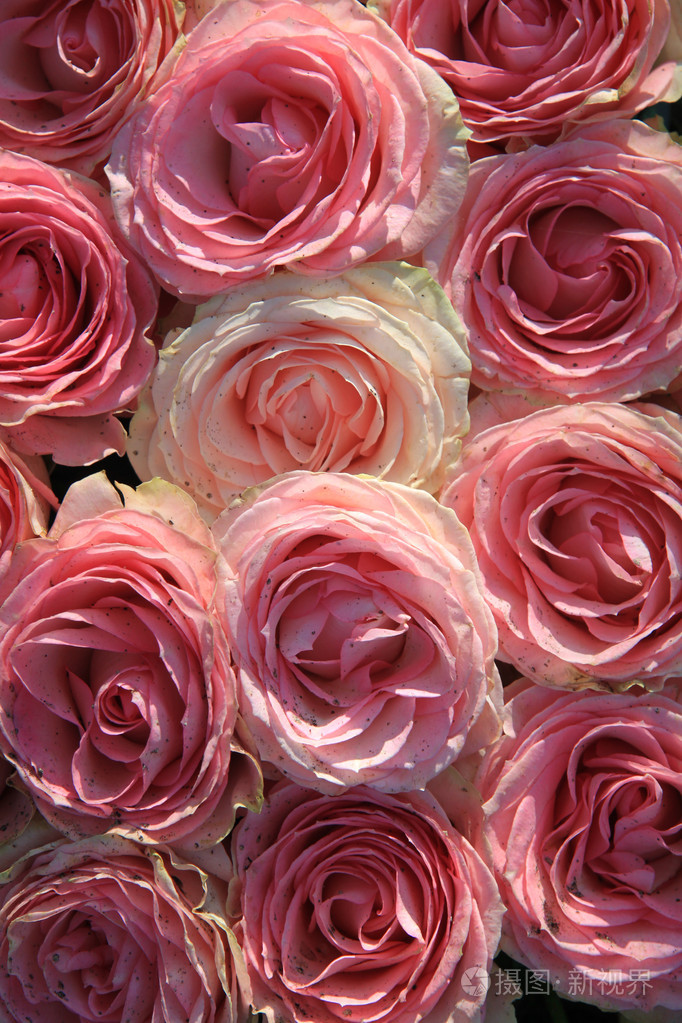 在阳光下大粉红色玫瑰