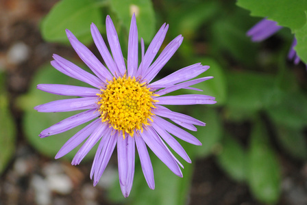 紫丁香花与黄色中心