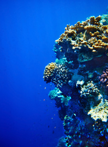集团的珊瑚鱼水