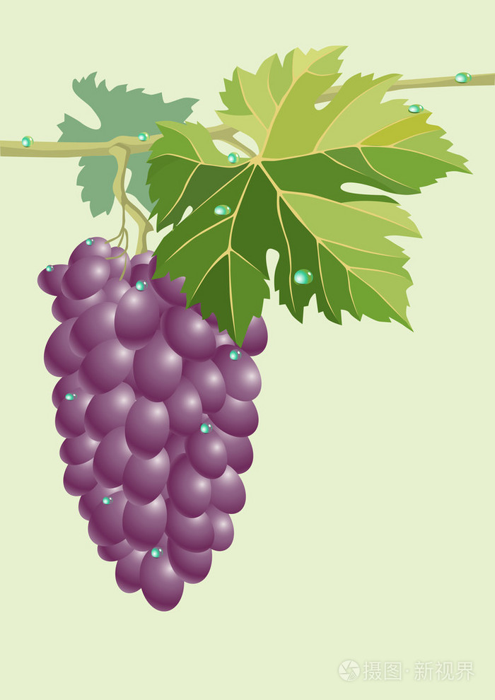 群集的葡萄树.矢量插画-正版商用图片19b72a-摄图新视界