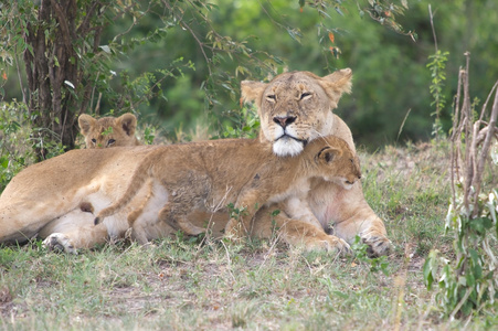 非洲母狮和幼崽潘提拉狮子座