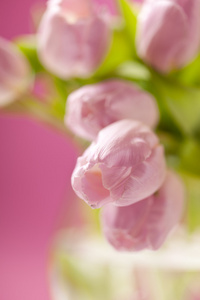 粉色郁金香花瓶里