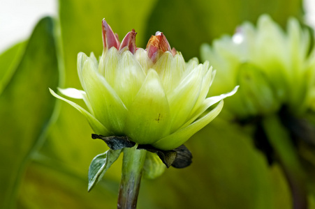 绿色大丽花鲜花