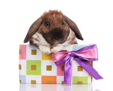 折叠兔子在孤立白底紫色蝴蝶结礼品盒
