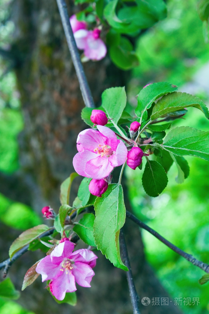 苹果花