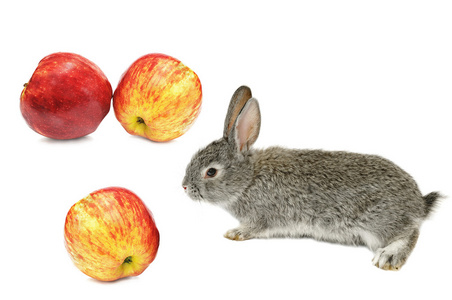 苹果兔图片