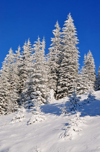 雪下的冷杉