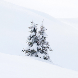 山雪盖的杉木树