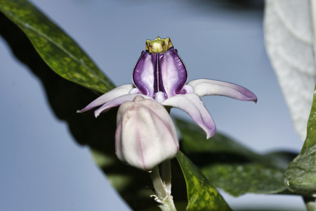 泰国KohSamui兰花兰花