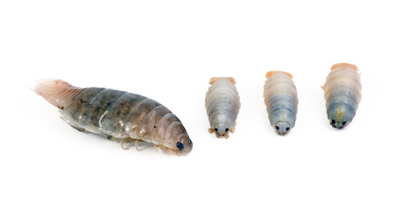 欧洲沙蚤 (沙蚤) 白色照片