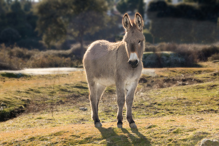 驴在草地上图片