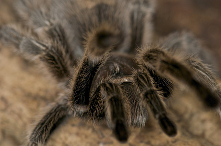 智利玫瑰狼蛛-grammostola 景天照片