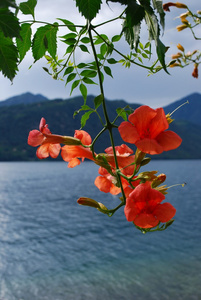 bigonia 凌霄属植物霉菌株橙花