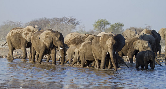 一群大象在水坑