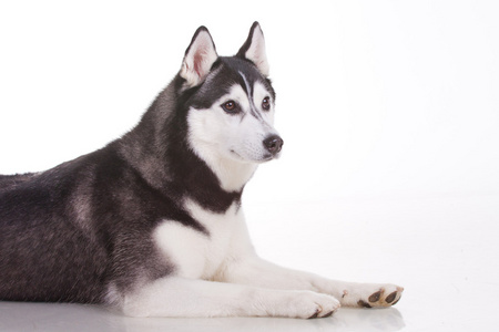 西伯利亚雪橇犬