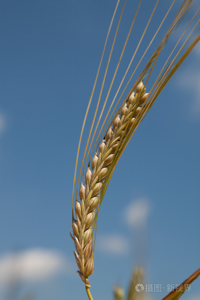 小麦在天空