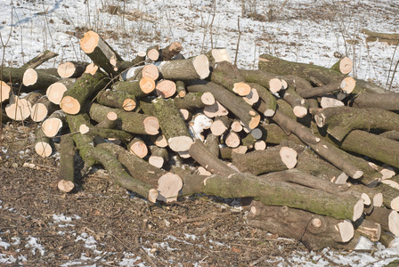 切冬季木材，用于加热