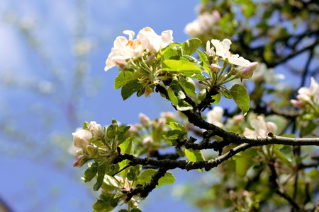 蓝蓝的天空背景上苹果树的花