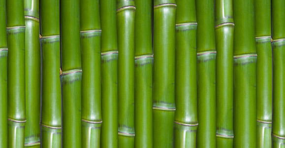 新鲜硬中国竹子绿色背景