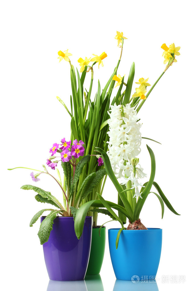在孤立在白色的花盆里的美丽春天的花朵