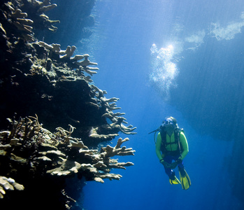 潜水员看珊瑚