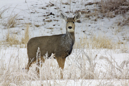 mule deer doe i sn