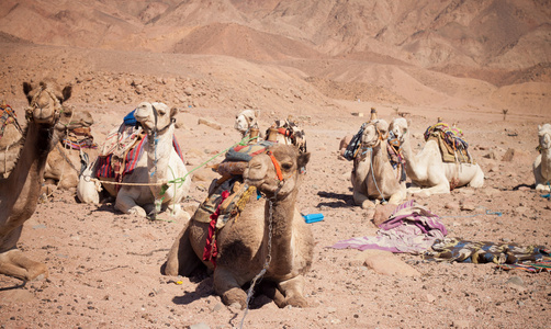 在沙漠中的骆驼