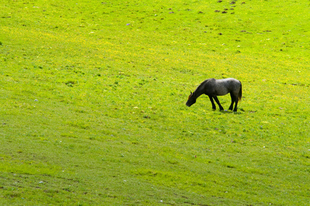 在绿色草原上的马
