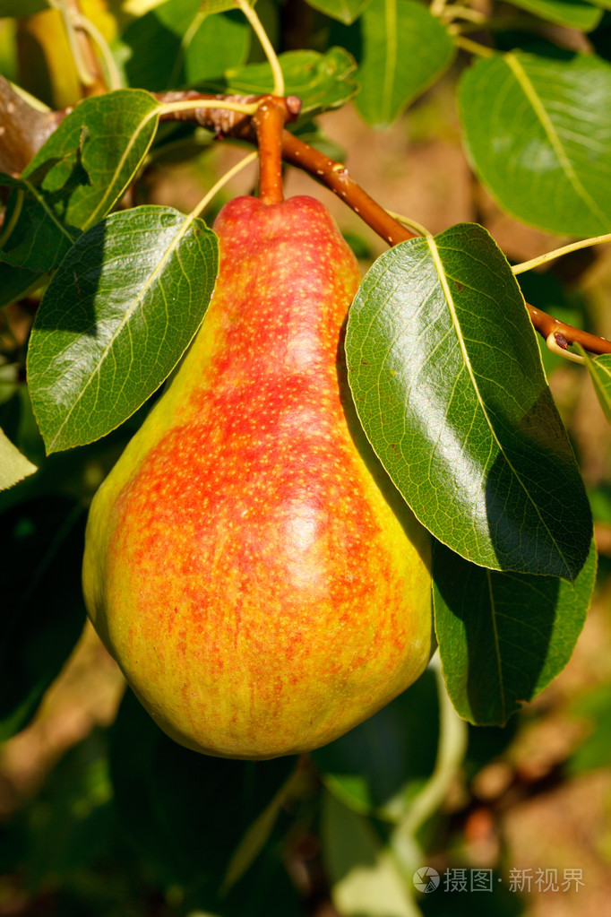 在树枝上的新鲜梨照片-正版商用图片19bwr9-摄图新视界