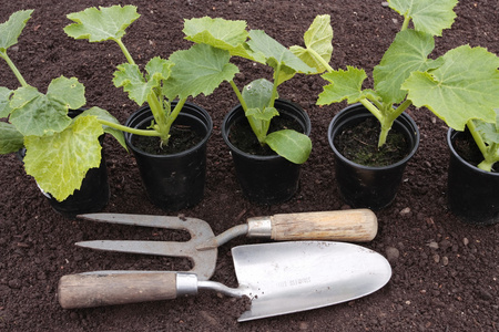 种植蔬菜种子上准备的土壤图片