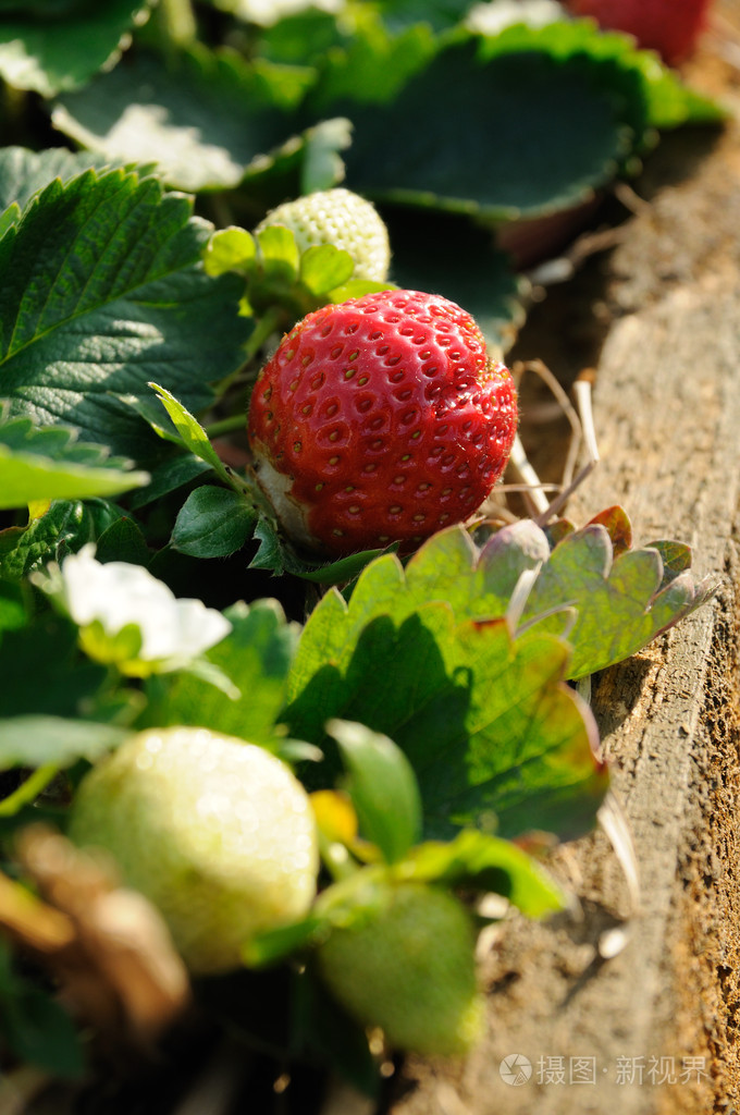 px发票合同问题/水果新鲜草莓查看作者其他作品查看更多>在葡萄藤上