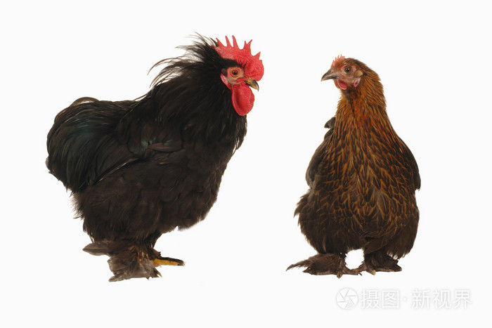 公鸡和母鸡