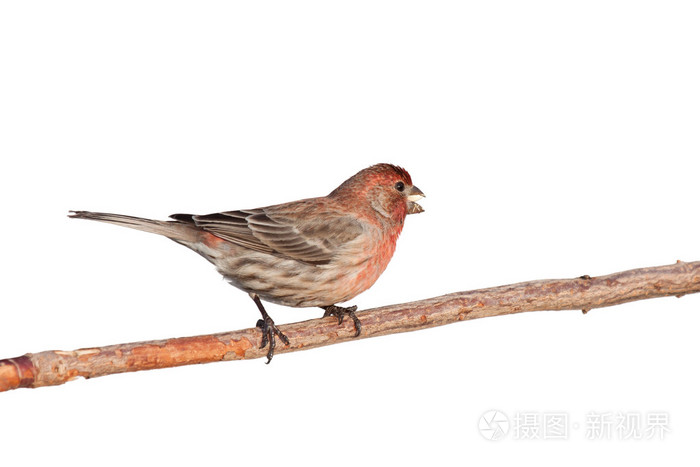 芬奇吃红花种子