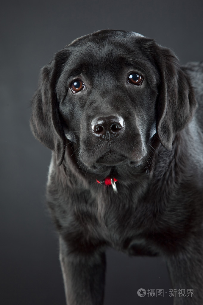 黑色拉布拉多犬