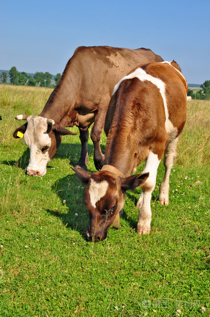 夏季牧场上的牛照片-正版商用图片19c4v9-摄图新视界