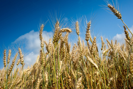 增长小麦