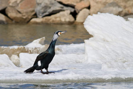 Phalacrocorax Carbo