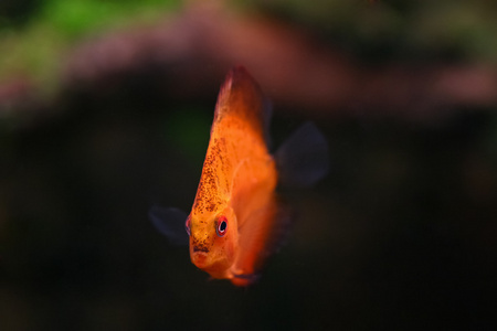 在水族馆的鱼铁饼