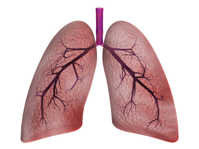 健康的肺图片高清图片