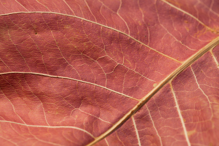抽象秋天树叶背景