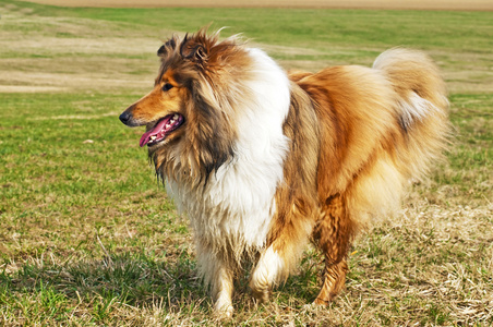 美国真正的饲养牧羊犬