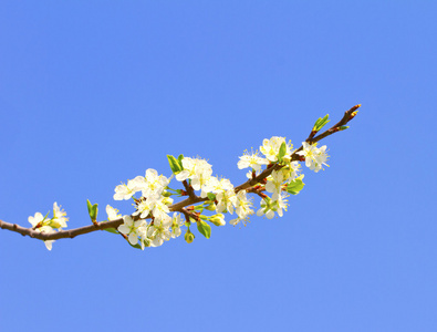 樱桃花