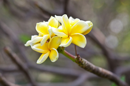 黄色梅香鲜花