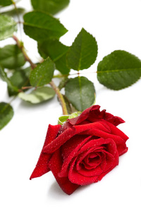 在白色背景上美丽的红玫瑰