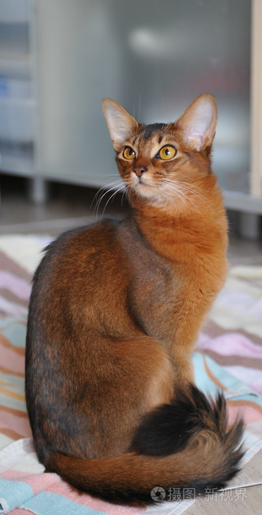 索马里猫坐在毛巾上