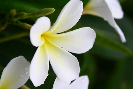 香黄色梅香花