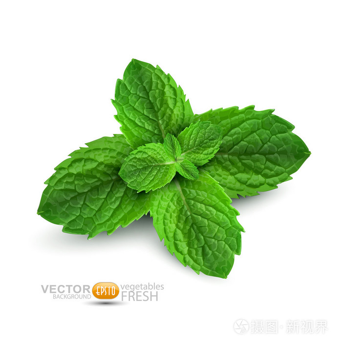 矢量在白色背景上的新鲜薄荷叶