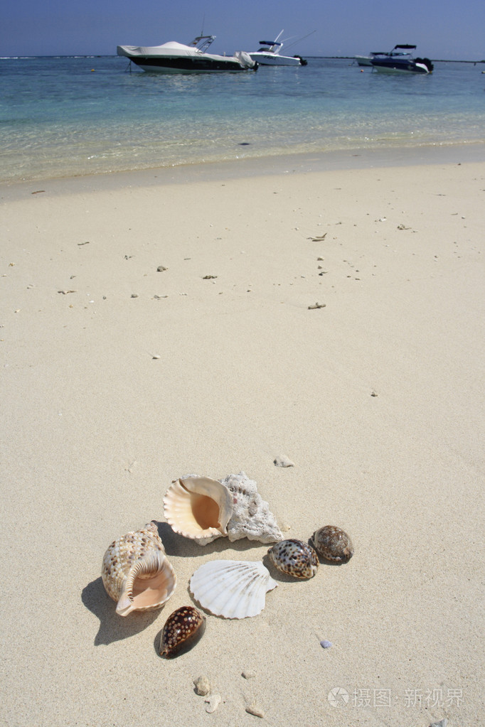 在一个阳光明媚的海滩上的贝壳jpg