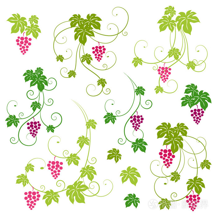 葡萄藤设置.矢量插画
